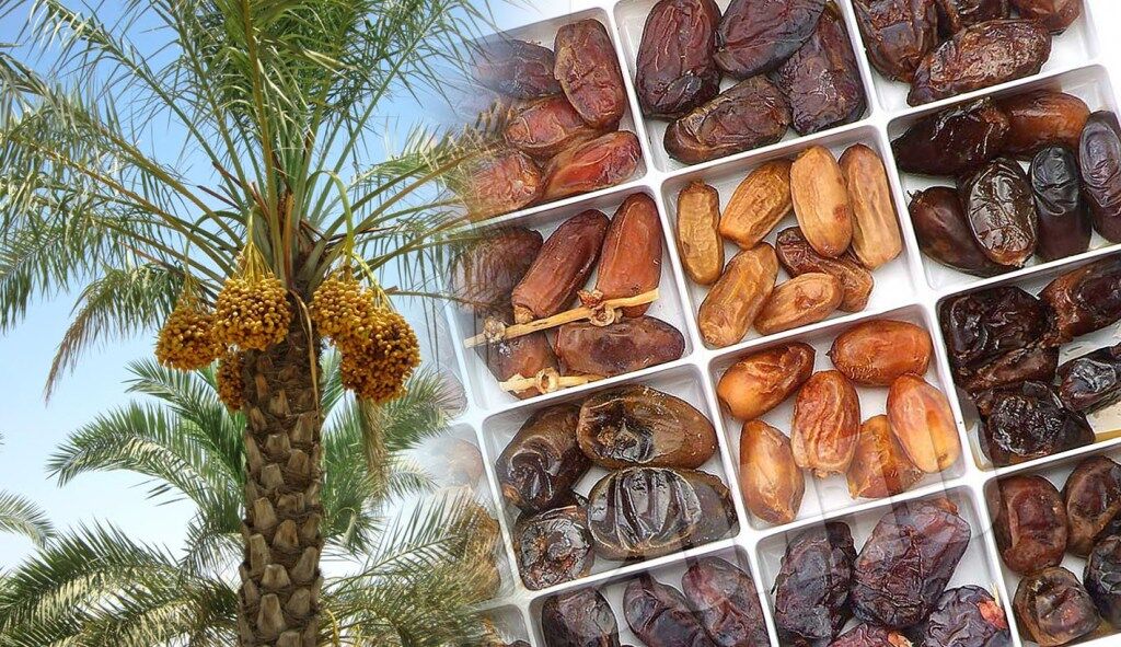 خرما