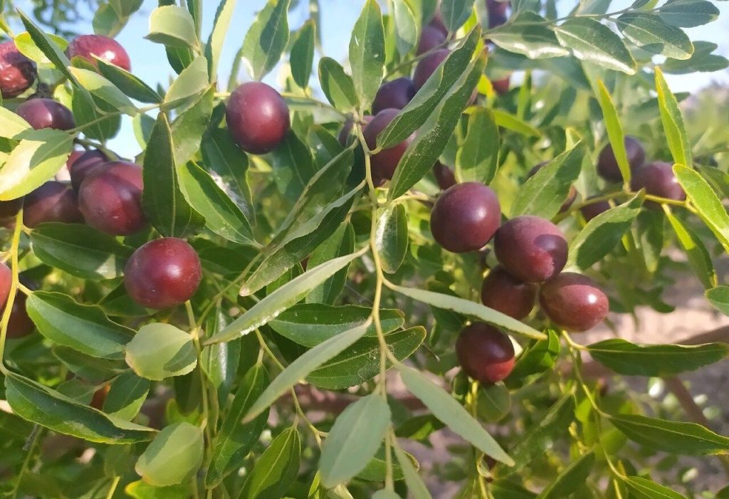عناب