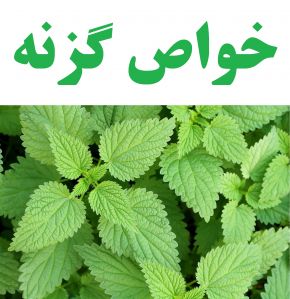 خواص گزنه