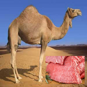 گوشت شتر