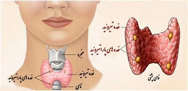 تیروئید