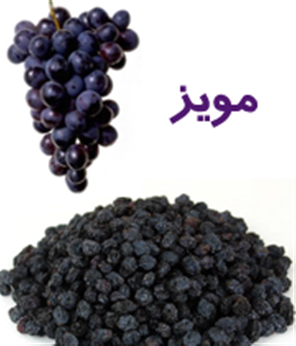 مویز