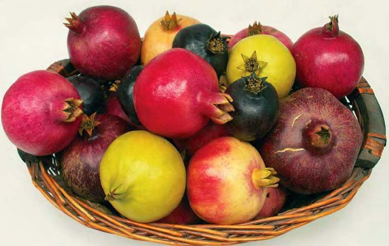 انار
