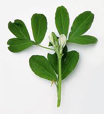 شنبلیله