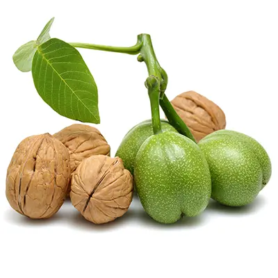 گردو