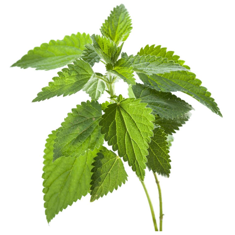 گیاه گزنه
