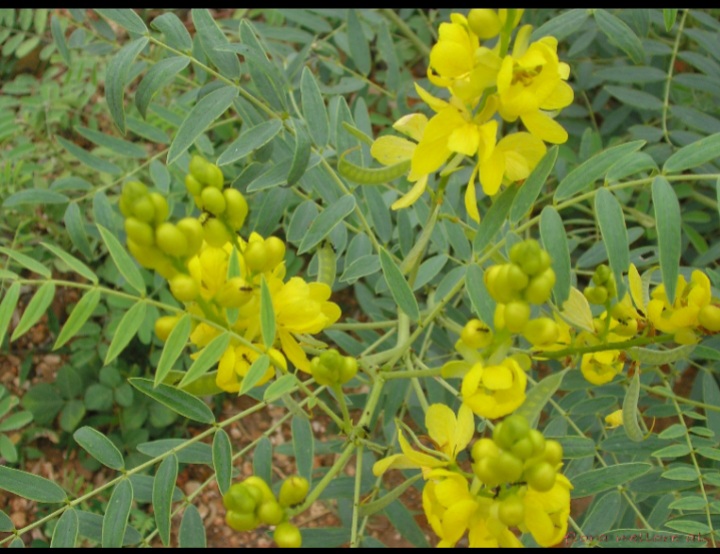 سنای مکی
