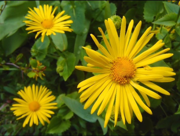 گل دارویی زهره المرجان