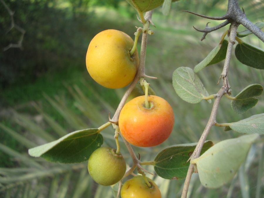 خواص درمانی کُنار