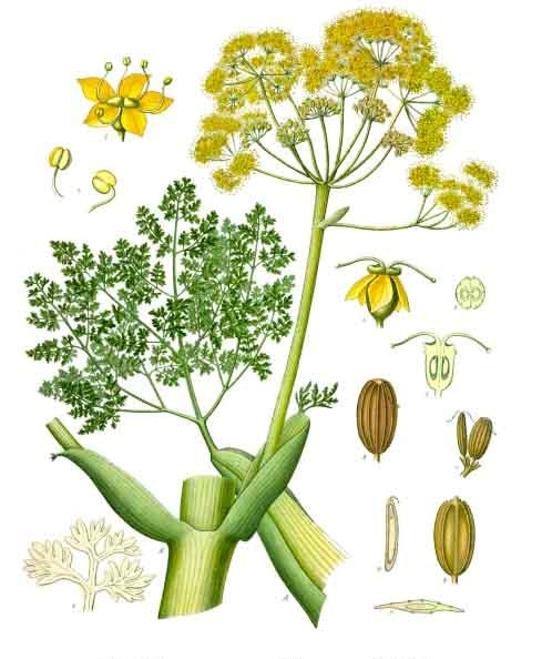 گیاه کوهستانی کما