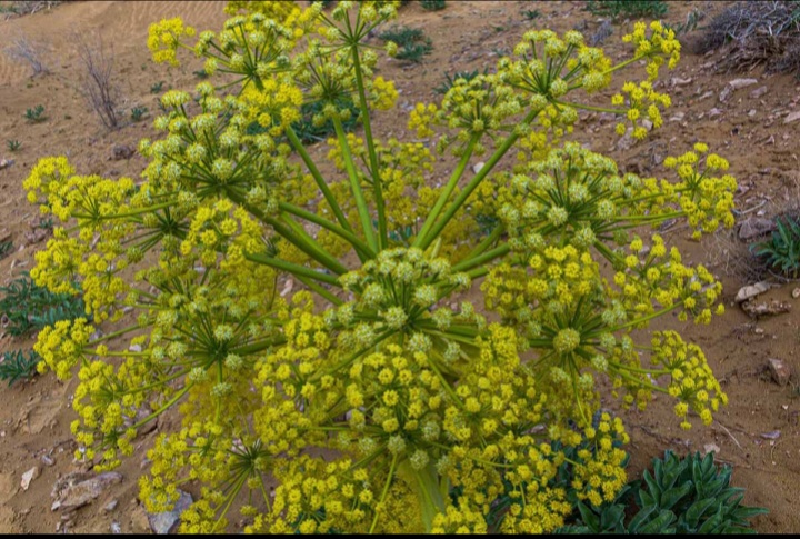انغوزه
