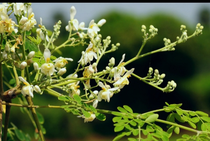 مورینگا