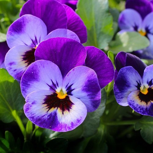 خواص بی نظیر گیاه بنفشه