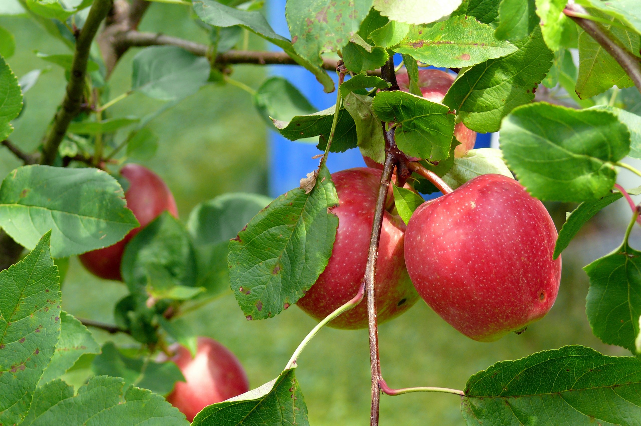 برگ سیب گنجینه ای سبز