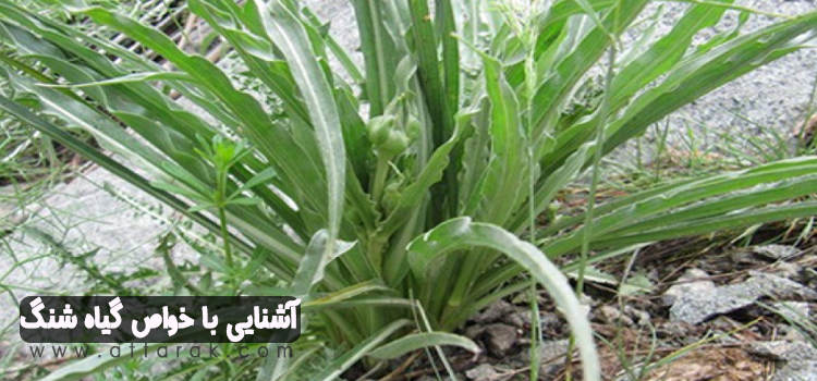 گیاه شنگ