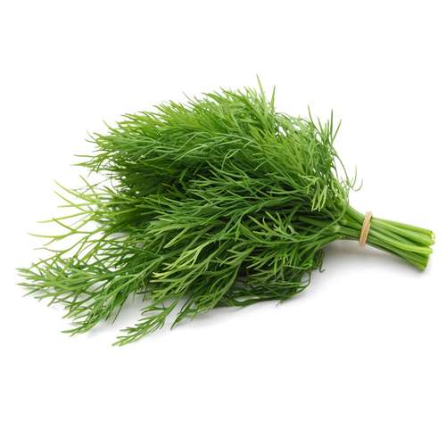 شوید سبزی خوش‌عطر و دارویی
