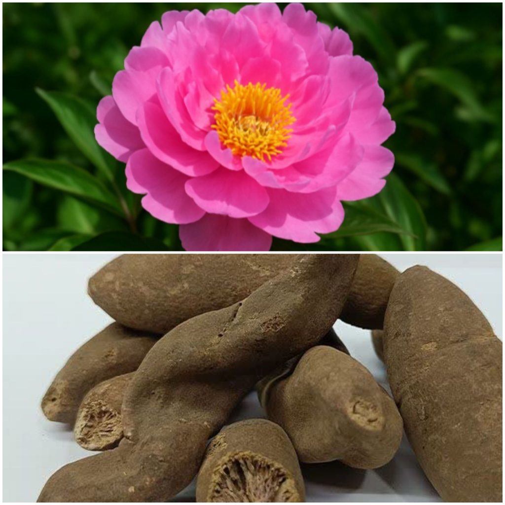 عودالصلیب (فاوانیا) گیاه ارزشمند با خواص درمانی گسترده