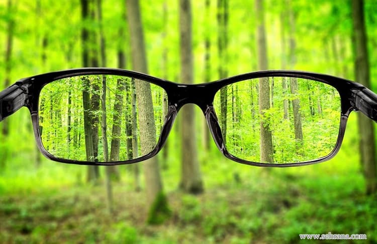 🌿 گیاهان مؤثر برای تقویت بینایی (بخش دوم)