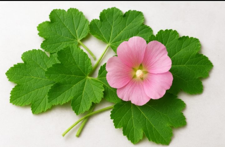 گل ختمی؛ گیاهی پرخاصیت برای گلو، معده و زیبایی پوست