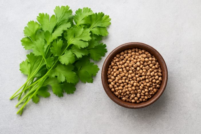 خواص گشنیز تازه و دانه گشنیز در طب سنتی