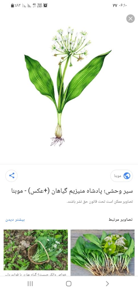 مزایای درمانی سیر وحشی
