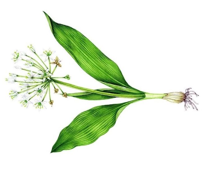 مزایای درمانی سیر وحشی